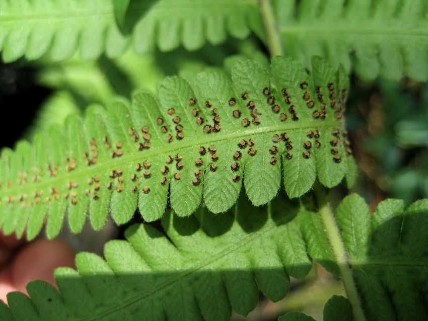 Cyclosorus parasiticus